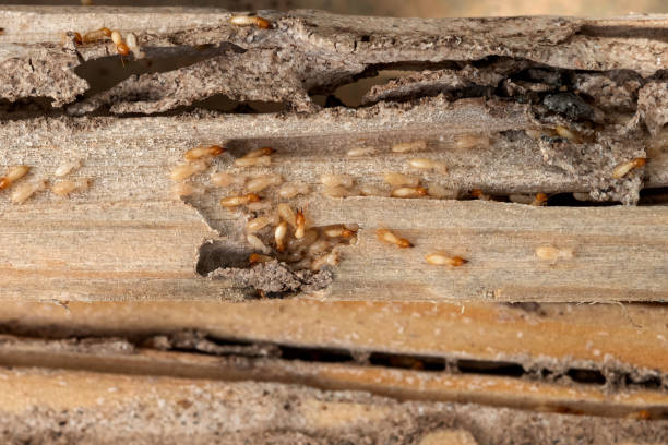 Best Residential Pest Control  in Aust, IN